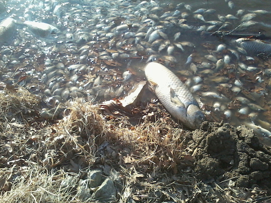 Fish Kill_2014_Eureka_Lake-1