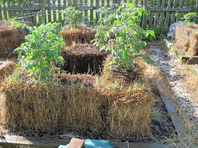 strawbale toms