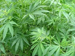 Cannabis_sativa2