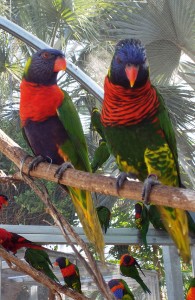 WINN -- 031115 -- lorikeets COLOR