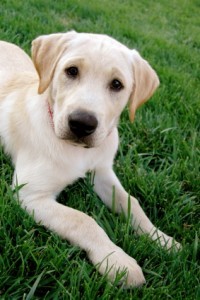 Cook County Department of Animal and Rabies Control (CCDARC) is cautioning dog owners that a recent increase in reported cases of canine infectious respiratory disease (CIRD) could last for several weeks before it subsides.
