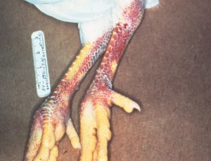 "Hemorrhaging of the skin and legs is just one of the signs birds might exhibit when infected with the highly pathogenic avian influenza (HPAI) virus."  Photo courtesy of U.S. Department of Agriculture.