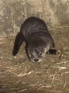 Miller Park Zoo’s male otter pup born on February 21 is on exhibit now at the facility, along with his mom, “Tallulah.”   Photo courtesy of Miller Park Zoo.