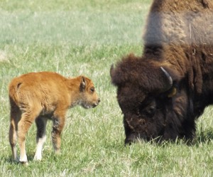 SUB — 050615 -- bison baby COLOR-1