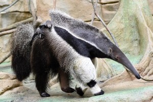 A month-old female giant anteater pup hitches a ride on the back of her mom, Tulum, at Brookfield Zoo. Anteater pups ride on the back of their moms for about their first four months of life. The two can be seen Sundays, Mondays and Tuesdays in the zoo's Tropic World: South America exhibit. (Photo by Jim Schulz/Chicago Zoological Society)
