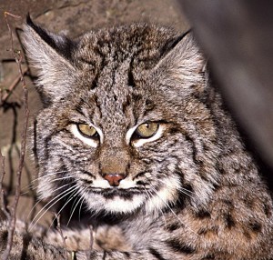 Farmers and other residents of central and southern Illinois complain that bobcats are a danger to livestock, pets, deer and even people. So much so, they sought relief from the legislature. Photo by Terry Spivy, USDA Forest Service