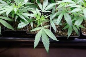 Ataraxia in southeastern Albion is reportedly the first licensed medical cultivation center in Illinois to begin growing plants. (www.usmedicalmarijuana.net) 