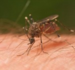 Mosquitoes test positive for West Nile virus in McHenry County