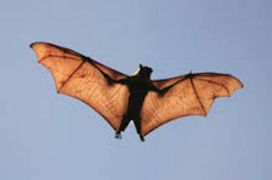 Bats are a benefit outdoors because they eat thousands of insects each night. But, they pose problems when are found inside homes. (Photo www.CDC.gov) 