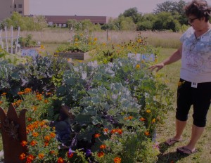Kane County Master Gardener Patty Harrer has been an active master gardener for eight years. Her recent efforts have centered on the Sherman Natural Prairie and Community Garden. (Photo courtesy of the U of I Extension)