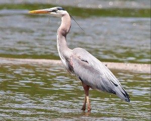 Great Blue Herons  are  commonly seen in shallow areas of the Fox River.