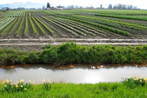 While environmentalists have praised the comprehensive new Waters of the U.S. regulations put in place by the U.S. Environmental Protection Agency, farmers and others oppose the regulations. (Photo U.S, Chamber of Commerce) 