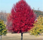 Fall is a great time for planting trees