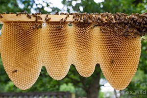 Honey bees contribute more than $14 billion worth of value to U.S. crops. annually, according to the American Beekeeping Federation. (Photo courtesy U of I Extension)