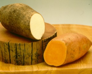 Those yams you thought you were buying were probably sweet potatoes. Yams and sweet potatoes are actually two very different plants that are not even related.