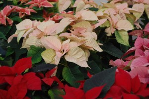 The poinsettia, a traditional symbol of Christmas celebrations, was first introduced to the United States in the late 1800s by Joseph Poinsett, U.S. ambassador to Mexico. (Photo courtesy of U of I Extension Offices)