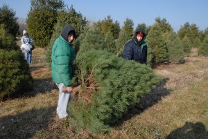 From 2007, Joe and David Baratta carry a freshly cut tree to the car. (Photo by Lee Baratta)