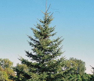 The 2015 shipment of replacement trees from the Illinois Green Industry Association will include 25 evergreen trees, including Black Hills spruce. 