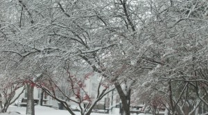Snow-coated trees created a picturesque scene along this Oswego street. (Photo by Kelly Hartford for Chronicle Media)