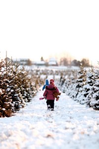A visit to Kuipers Family Farm in Maple Park has become a Christmas tradition for families throughout the far western suburbs. (Photo courtesy of Kuipers Family Farm