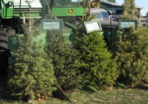  Before buying a fresh Christmas tree, people need to know there are several different kinds of firs, spruces and pines from which to choose. Kuipers Farm gives visitors a chance to view some of the varieties it offers.(Photo courtesy of Kuipers Family Farm