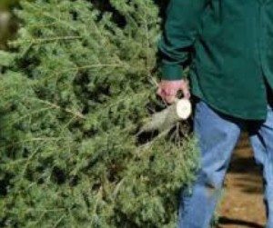 Groot Industries will collect Christmas trees in Oswego through Jan. 15, 2016. Residents should place bare trees at curbside on regularly scheduled garbage days.