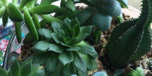 Making a succulent garden is not difficult and it allows you to put a personal touch on a gift that lasts. (Photo Alabama Cooperative)