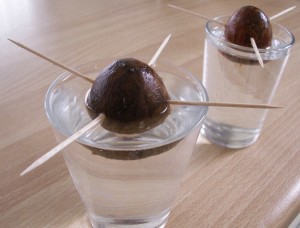 Growing avocado from seeds is one indoor gardening activity children can easily do during the winter months. 