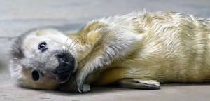 Gray seal pup born Jan. 2 at Brookfield Zoo. (Chicago Zoological Society photo)
