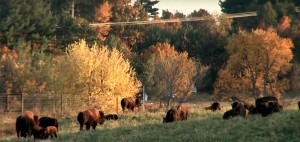 Bison graze at the 3,500-acre Nachusa Grasslands preserve near Dixon, a site operated by The Nature Conservancy, a non-profit conservation organization.  