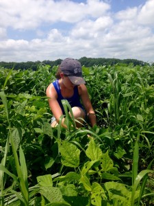 Leslie Gravitt works in the fields in the summer of 2015 at PrairiErth farm in Atlanta, Ill. (Photo courtesy PrairiErth farm)