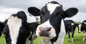Herd health for dairy cattle will be among the topics discussed at the livestock workshops to be presented by the University of Illinois Extension in March. (Photo courtesy U of Illinois College of ACES) 