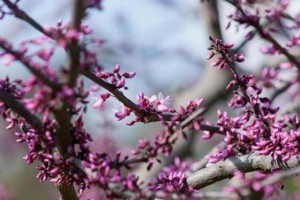 With proper pruning and warmer temperatures, blooms from spring shrubs can be enjoyed indoors earlier in the spring.  (Photo courtesy University of Illinois Extension)