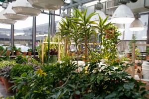 Plants grow in the MWRD greenhouse. (Photo courtesy of Metropolitan Water Reclamation District of Greater Chicago) 