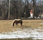 Equine herpes virus outbreak hits northern Illinois
