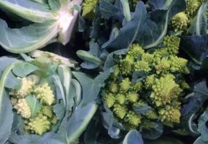 Romanesco cauliflower is a cool-season crop with conical heads of yellow-green. (Photo courtesy of University of Illinois Extension) 