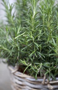 Rosemary is a reliable plant for a container garden. (Photo courtesy of University of Illinois Extension)
