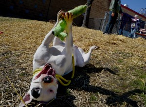 Bronco, a Pit Bull mix, makes the best of his playtime outside on Thursday, March 17. Humane Society of Aurora volunteers will bring every dog at the Aurora Animal Control facility outside for play and socialization. (Photo by Steven Buyansky/for Chronicle Media)