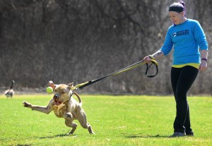 Humane Society of Aurora volunteer Ashley Giben holds on to Jordan, who dives for a tennis ball during a walk outside the Aurora Animal Control facility on Thursday, March 17. (Photo by Steven Buyansky/for Chronicle Media)