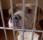 Suburban shelters, dog owners working to change pit bulls’ image