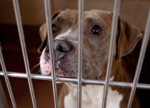 A Pit Bull mix who has yet to be named, looks out of his cage on Thursday, March 17. According to Humane Society of Aurora volunteers, about 90 percent of the dogs at the Aurora Animal Control facility are Pit Bull varieties. (Photo by Steven Buyansky/for Chronicle Media) 