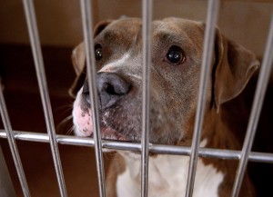 A Pit Bull mix who has yet to be named, looks out of his cage on Thursday, March 17. According to Humane Society of Aurora volunteers, about 90 percent of the dogs at the Aurora Animal Control facility are Pit Bull varieties. (Photo by Steven Buyansky/for Chronicle Media)