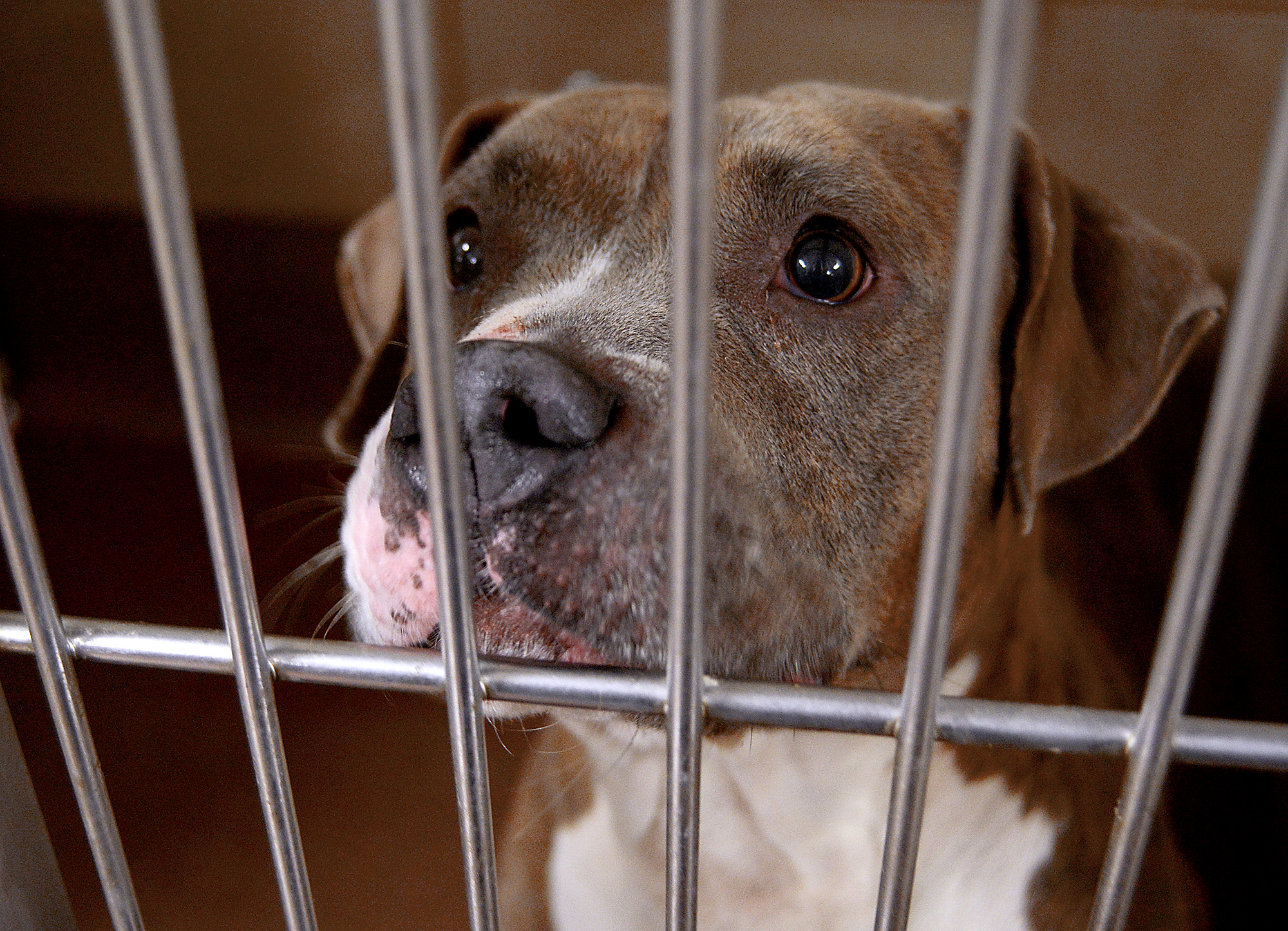 Suburban shelters, dog owners working to change pit bulls' image -  Chronicle Media