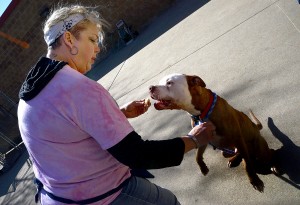 Humane Society of Aurora volunteer Stacey Studier gives "Buddy" a treat at the Aurora Animal Control facility on Thursday, March 17. (Photo by Steven Buyansky/for Chronicle Media)