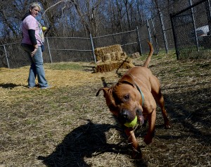 Humane Society of Aurora volunteer Stacey studier plays with Pit Bull mix "Howard" at the Aurora Animal Control facility on Thursday, March 17. (Photo by Steven Buyansky/for Chronicle Media)