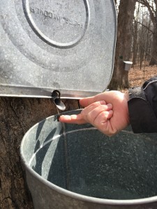 How sap becomes syrup: Sugaring process. It takes 40 gallons of sap to make one gallon of syrup. (Photo by Adela Crandell Durkee/for Chronicle Media) 