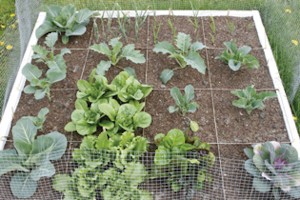 Square foot gardening utilizes a raised bed and grows vegetables in a compact 16-foot area. (Photo courtesy University of Illinois) 