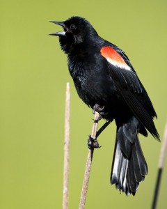 Male red-winged blackbirds are some of the earliest birds to return from their wintering grounds. Their arrival serves as a sign that spring is on its way. 