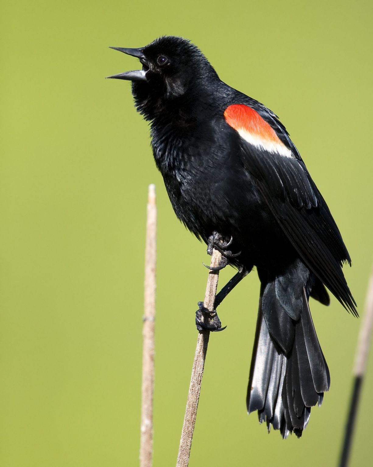 Sure sign of spring as Red Winged Blackbirds return to town - Chronicle ...