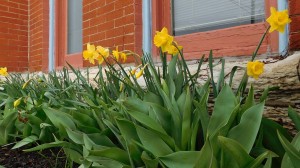 Despite colder weekend temperatures and high winds, spring has still definitely arrived as Rockford's downtown St. Mary's Shrine featured bright daffodils along the base of the brick structure last week. (Photo by Jack McCarthy / Chronicle Media) 